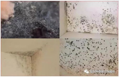 食品加工廠如何有效預(yù)防霉菌污染 凈化車間與消毒劑的選擇與應(yīng)用指南